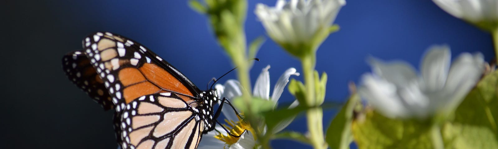 Monarch butterfly on white flower in California