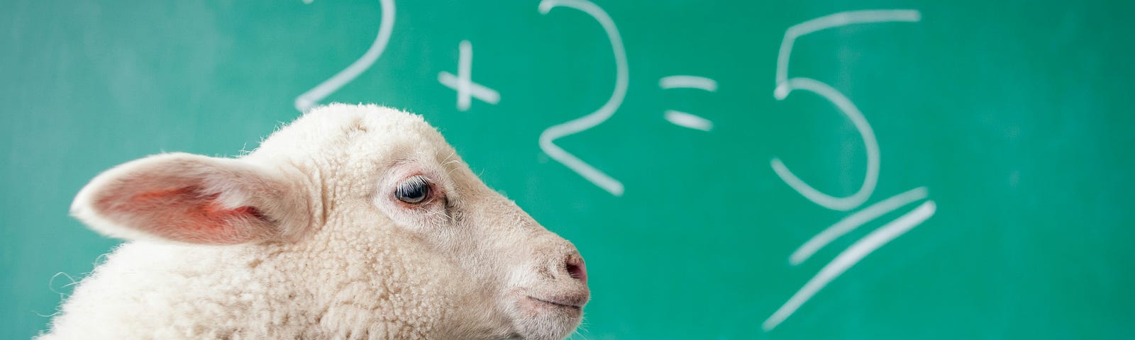 A photo of a lamb sitting in front of a chalk board with the image of 2 + 2 = 5.