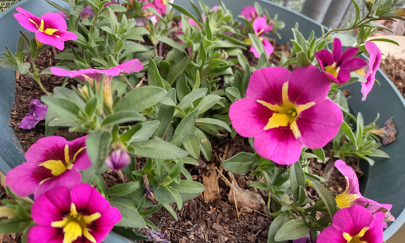 pink flowers with yellow on the inside- in a pot