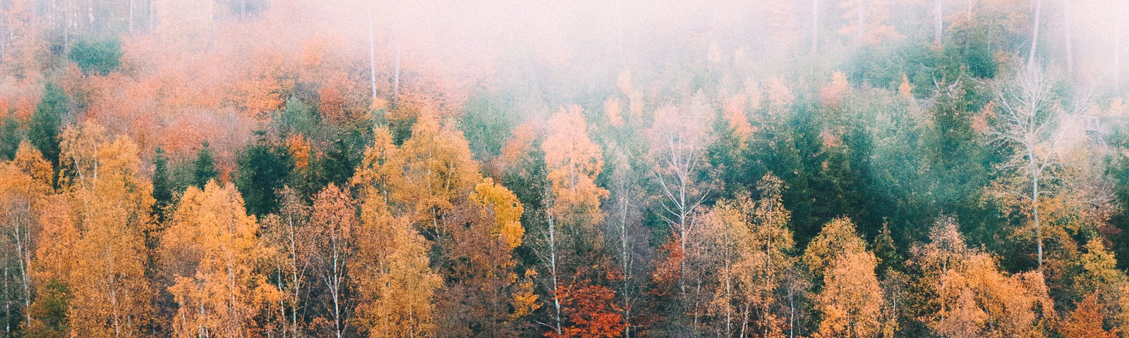 A beautiful forest creeping up against the edge of a river. You can see birches, pines, maples and oaks. It’s a riot of autumn color.