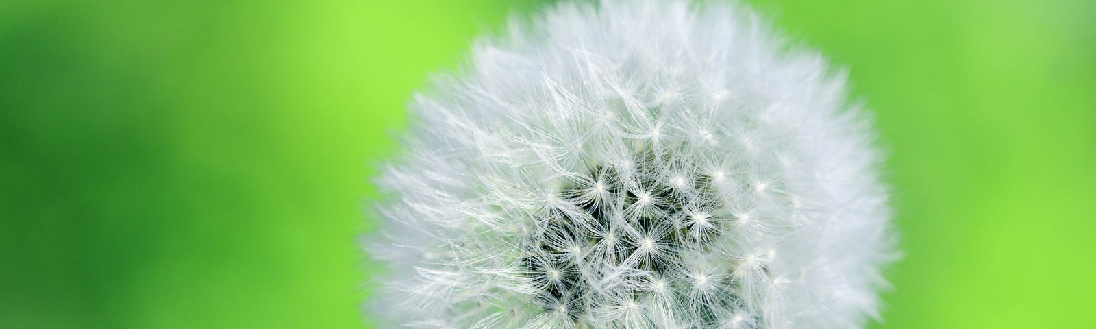 a close up of a pappus (the puff) of a dandelion against a striking light green background.