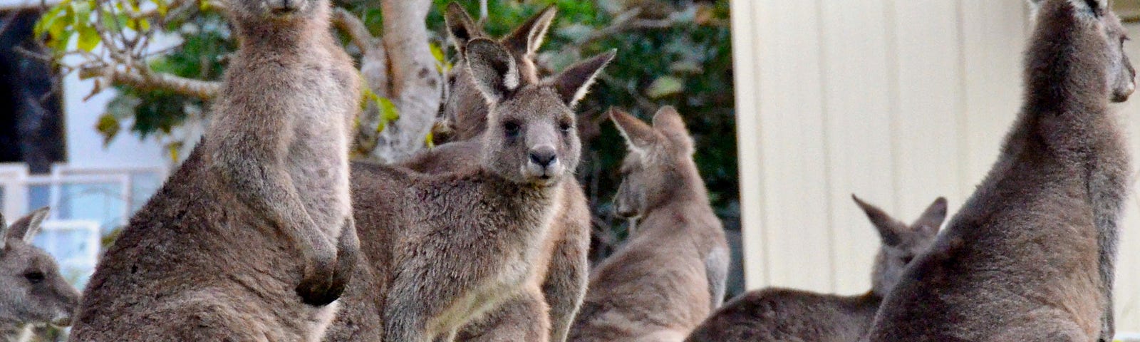 6 kangaroos standing up in front of house