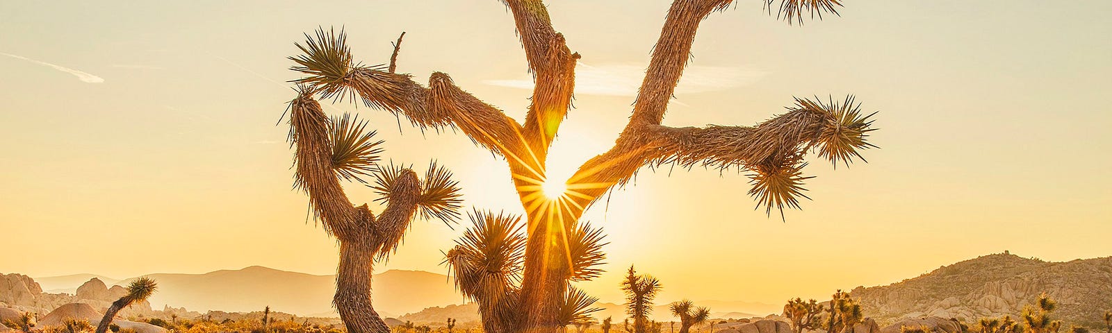 desert at sunset