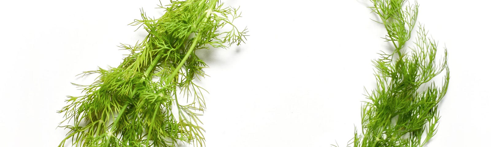 Two bundles of dill on a white (color) background