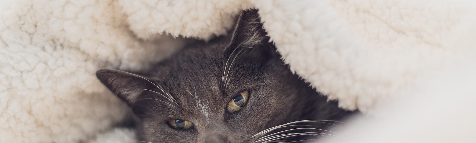 Grey cat under furry blanket