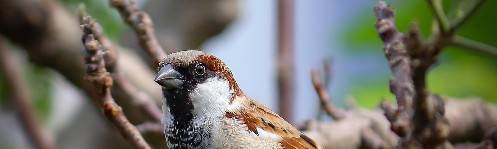 A sparrow on a tree branch.
