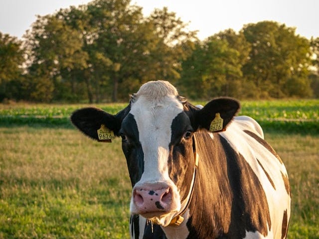 Funny dairy cow