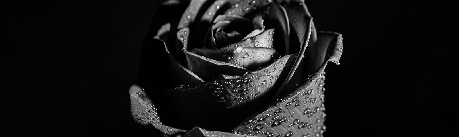 A black rose in front of a black background