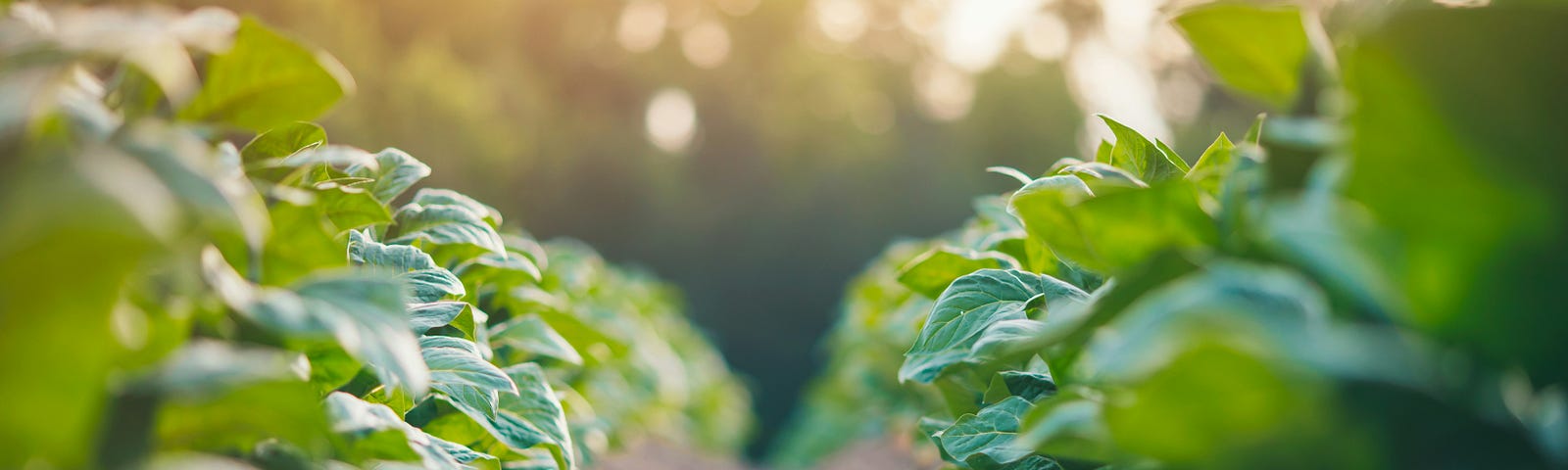 Rows of tobacco in the field