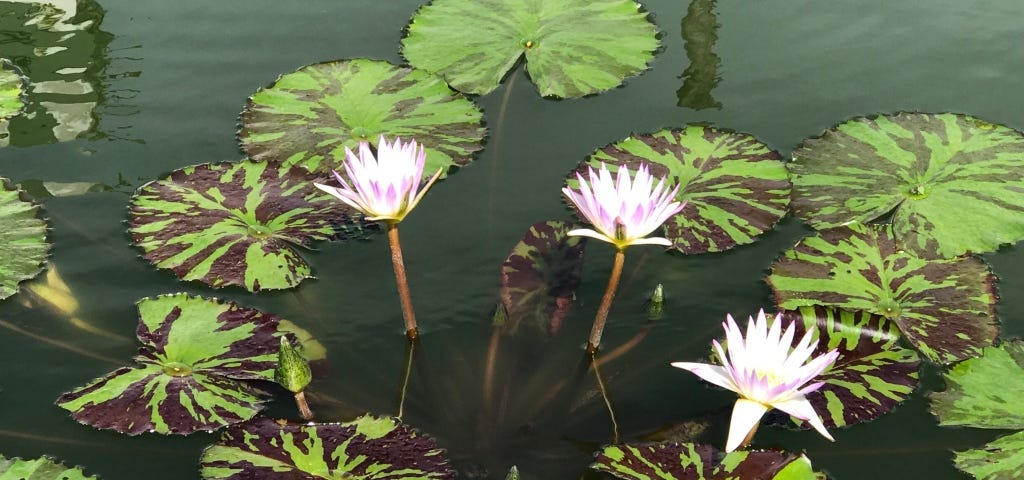 Photo of three white lotus flowers with a touch of purple on the outside petals. The flowers are in a murky green pond and are surrounded by numerous round lotus leaves that are lime green mottled with purple brown stripes.