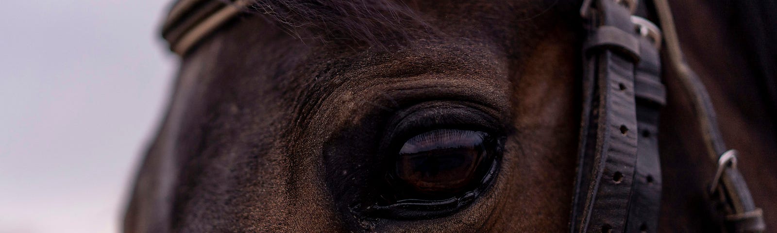 Close up of a horse’s face, someone touching it