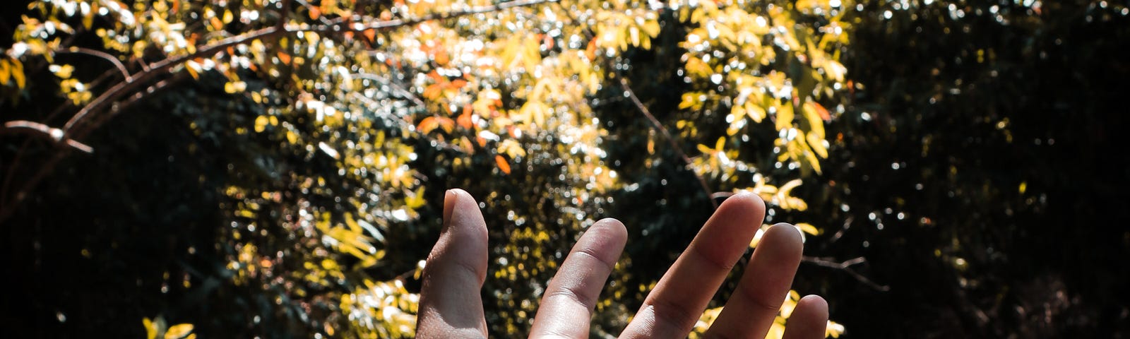 Open hand with bracelet in foreground, brook and trees in background in sun and shadow.