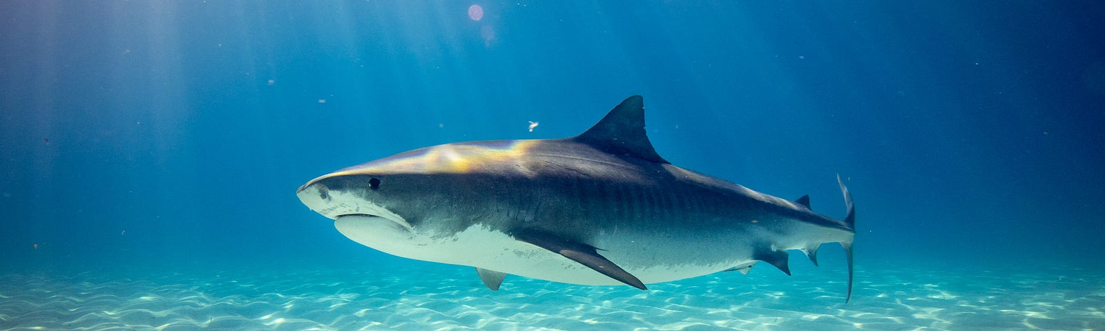 Things you may not know about sharks
