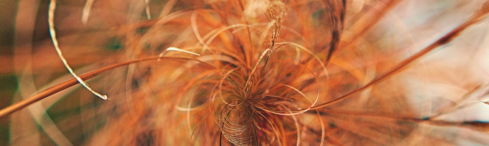 an interesting orange plant with winding circular tangling shapes — yet beautiful