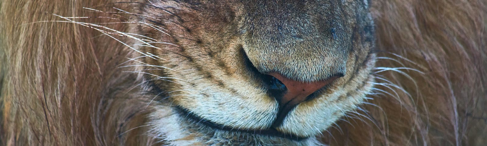 Close-up of a lion’s snout.