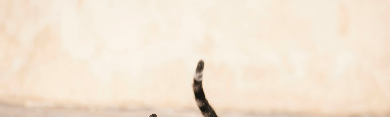 Three kittens, tiger pattern look far to the left, a white kitten with yellow pattern in the middle playing with another with brown patches.