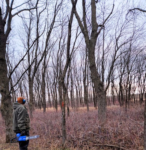 Dan, the author’s husband holds a blue saw. He is looking at a tree with an orange mark on it, because it is dead.