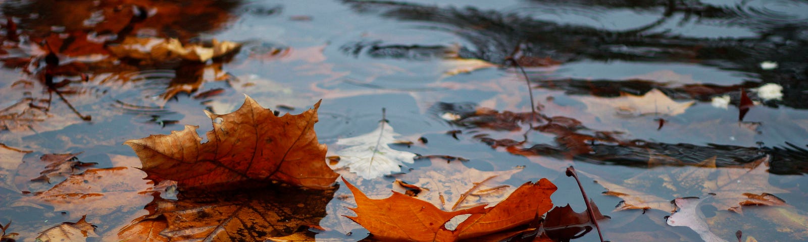 Orange and yellow leaves floating on rippling water.