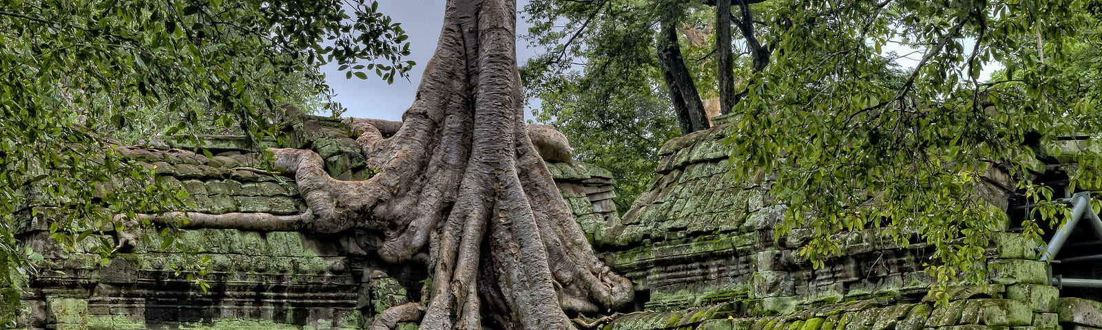 Giant tree grows through temple ruin