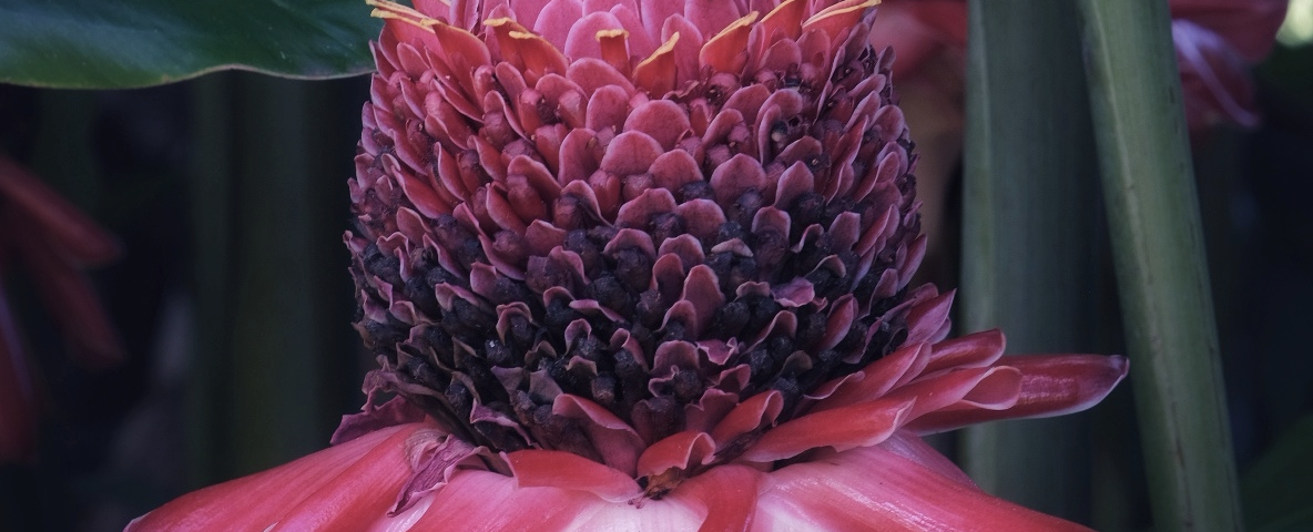 Photo of a Torch Ginger by Jules Kremer