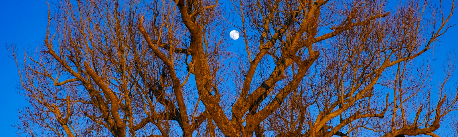 a bare tree against the sky with a full moon showing