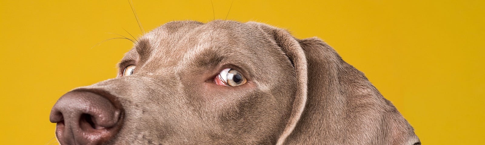 A photo of a grinning brown dog with a bright mustard yellow background