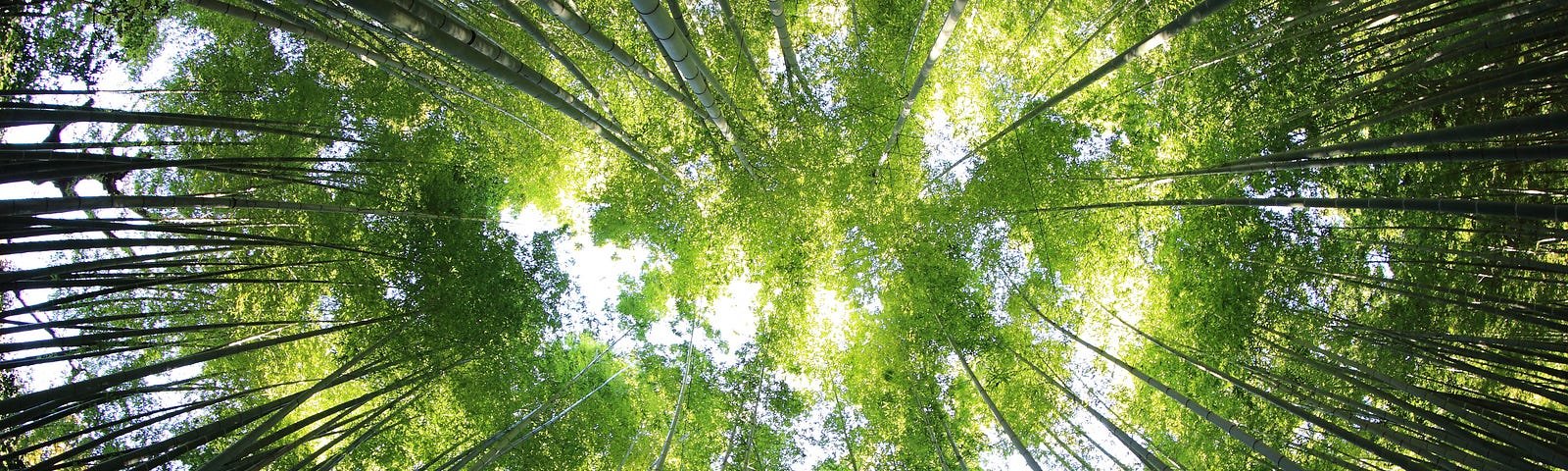 A circle of tall bamboo stalks seen from ground level. The top foliage forms a green ring in the centre, while the dark-coloured stems radiate to each edge of the frame.