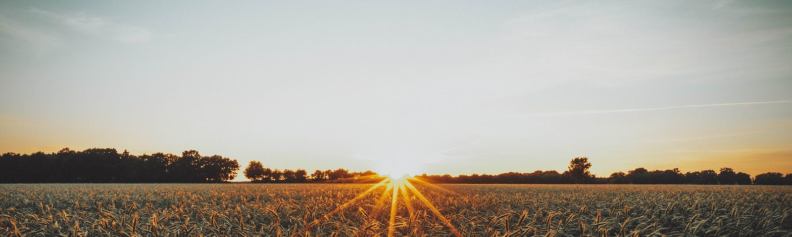 Wheat field