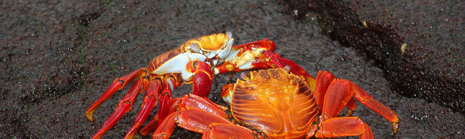 Two crabs on what appears to be tar.