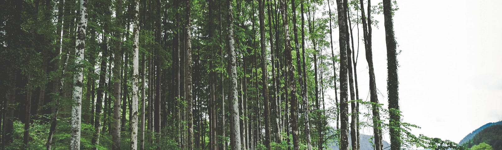 Trees and cut logs.