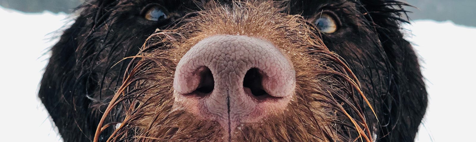 A large wet dog with close up of his nose and face.
