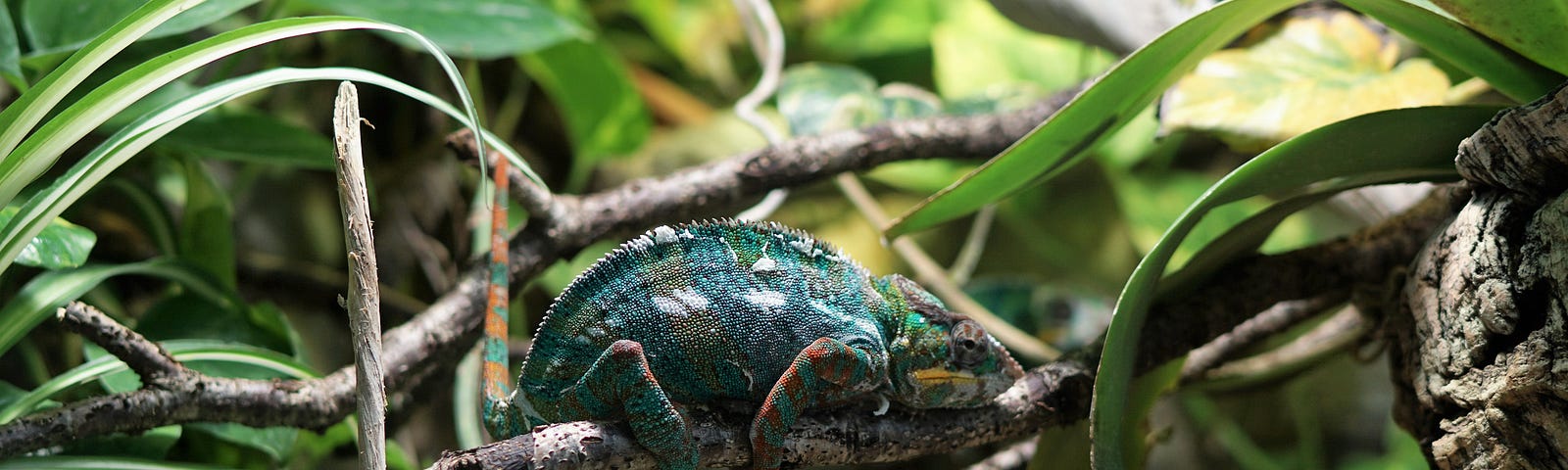 Chamelion on a branch in forest