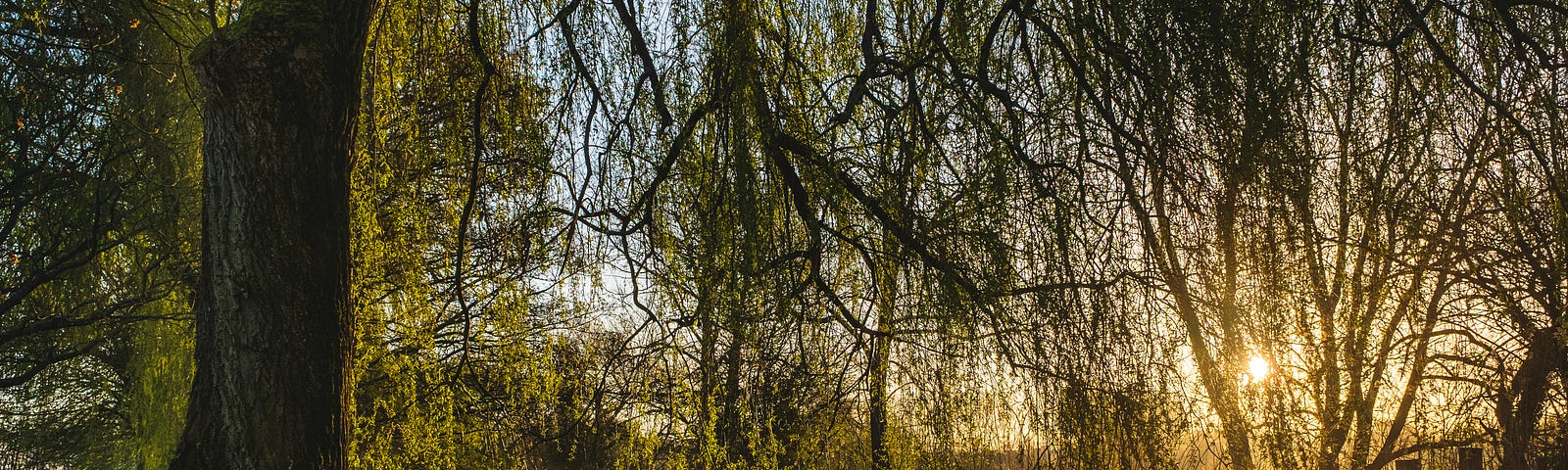 image of mature willow tree reaching towards the water, an inviting mysterious forest, self, life roles, wife, mother, daughter