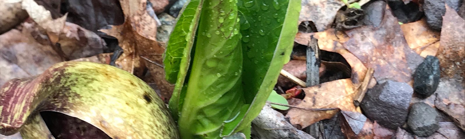 skunk cabbage growing in a wet area along side the road in norther WI