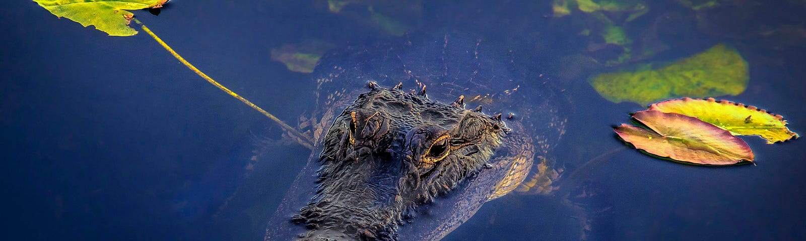 An alligator peeking their nose out of the water.