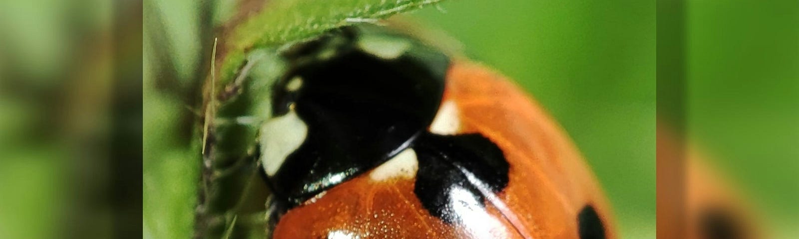 ladybug on a leaf, close up