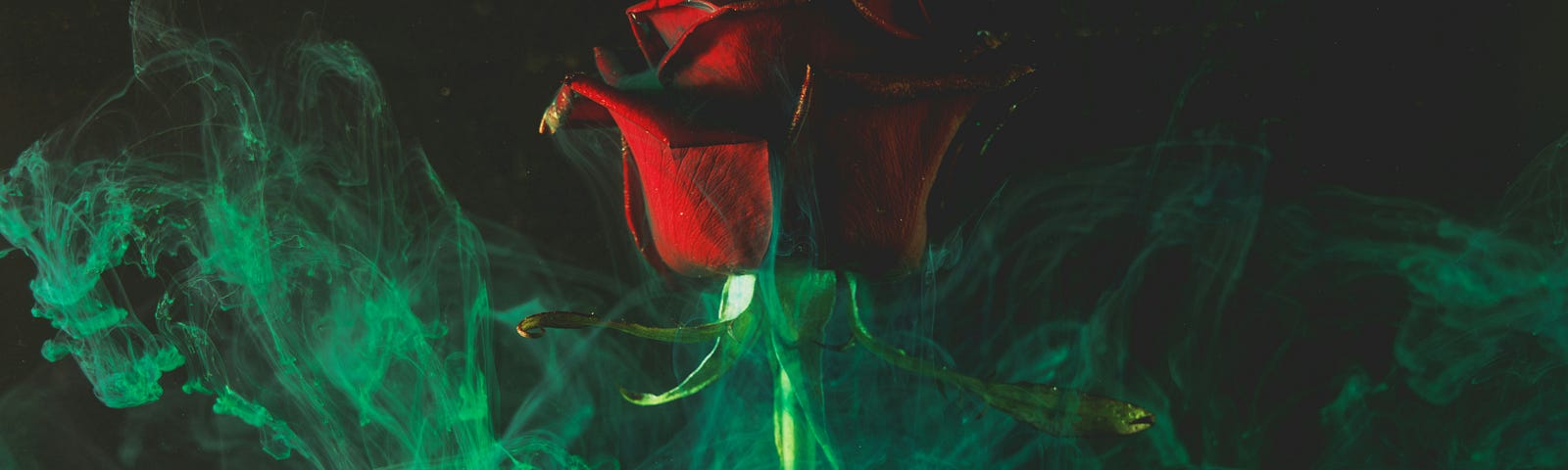 A red rose in green mist