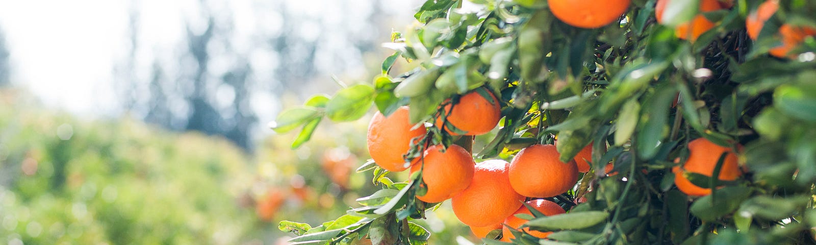 Orange fruits farm