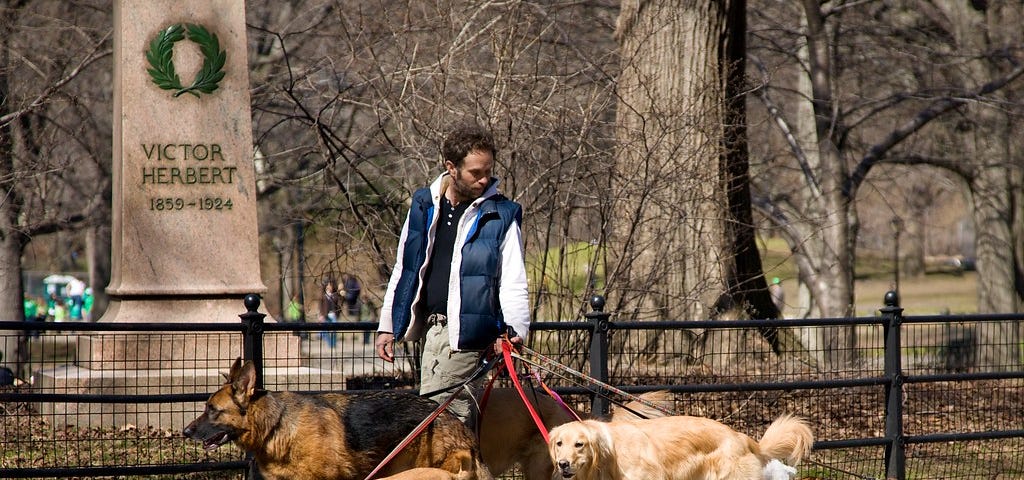 A man walking six dogs through a park.