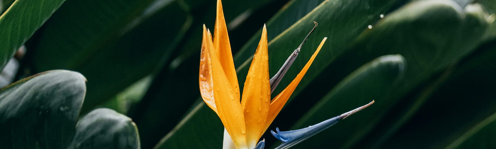 bird of paradise plant