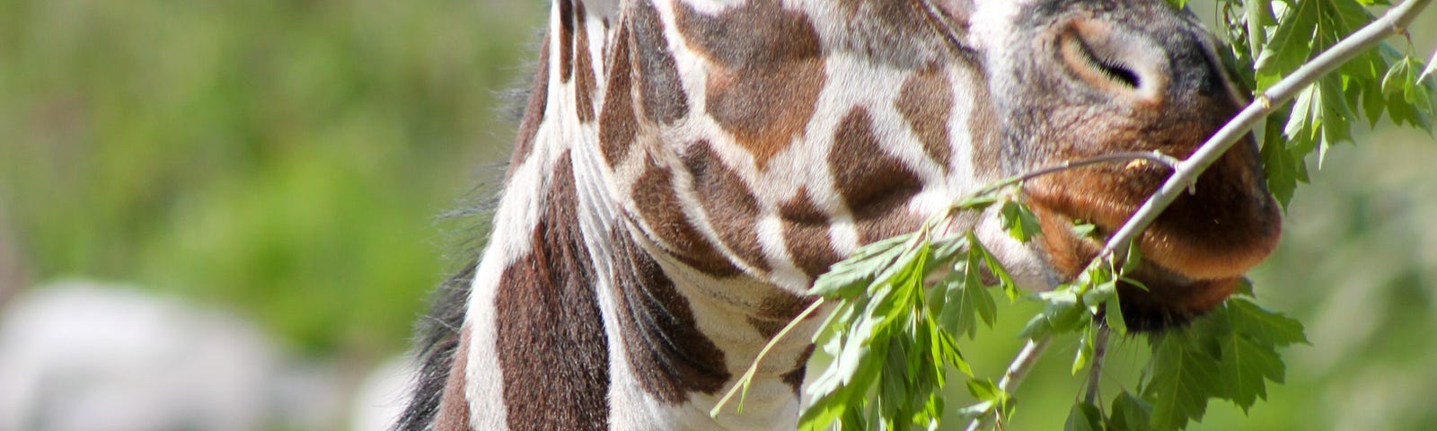 close-up of giraffe eating leaves