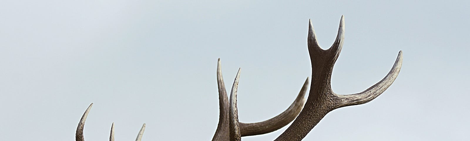 A pair of antlers with many points in front of blue sky