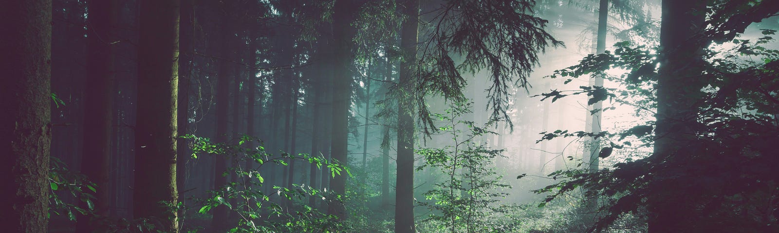 a forest with thick trees and you can see the sunlight shining through