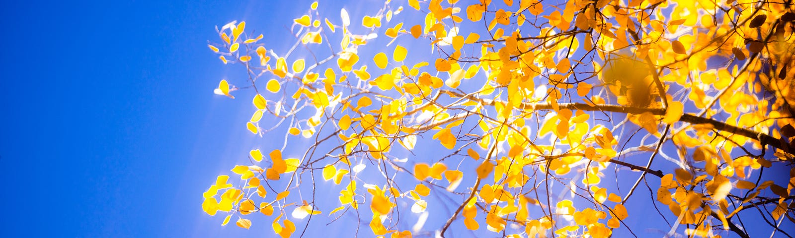 bright spring day with yellowish leaves on the tree