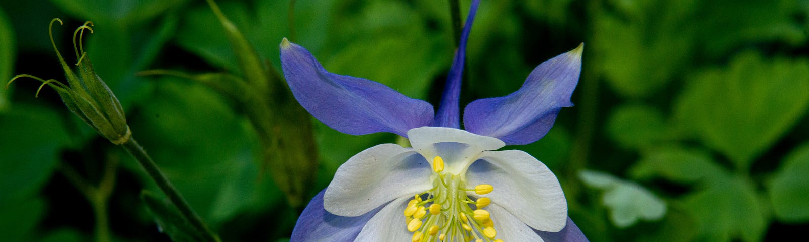 Purple columbine flower with yellow center on a leafy background