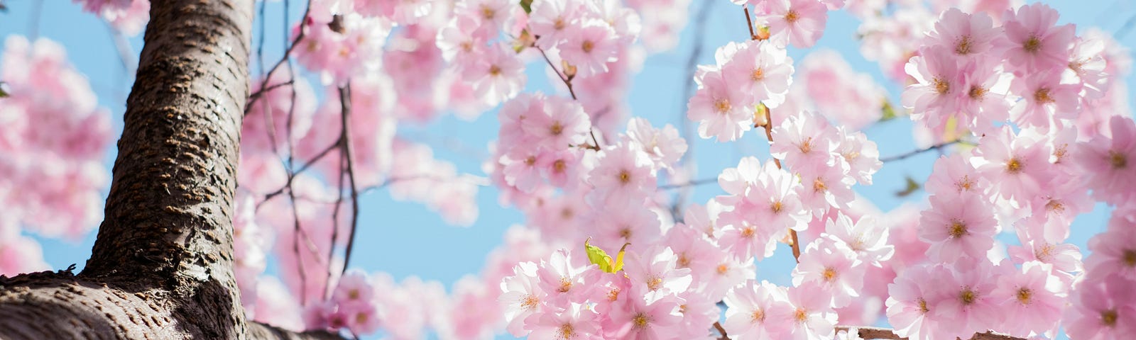 Close up of a cherry blossom tree