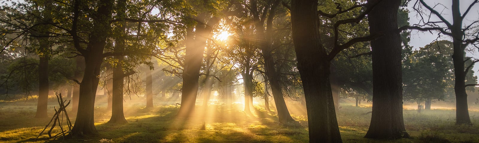 An open woods, with sunlight filtered into beams of love.