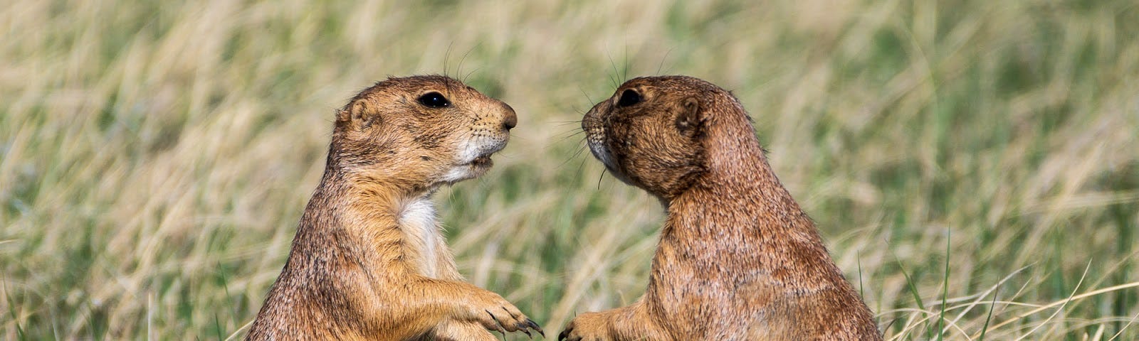 Could these prairie dogs be having a conversation? Photo by the author.