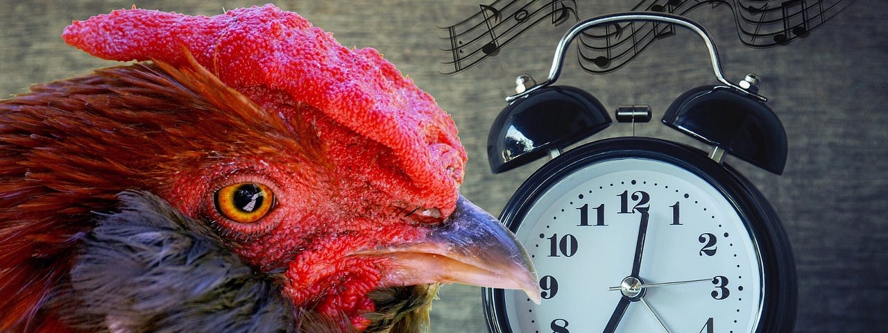 Image made with Canva, featuring the face of a red-crested rooster with brown feathers under his chin, sitting next to a black and classic white analog alarm clock, with music symbols in black above it.