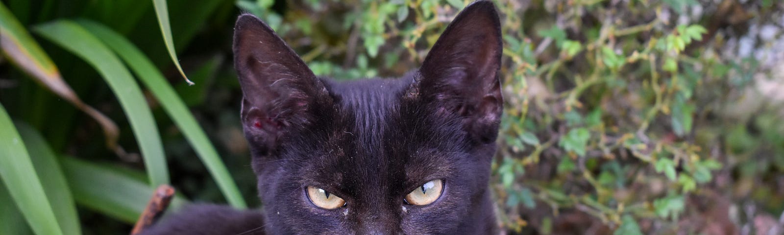 Black cat in the bushes